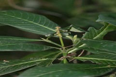 Psychotria adenophylla